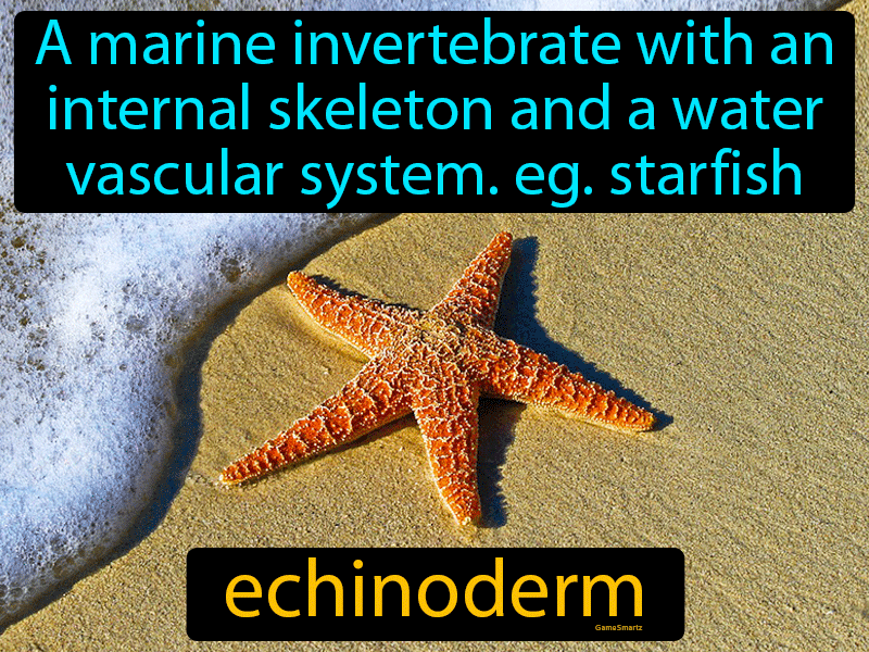 Echinoderm Definition