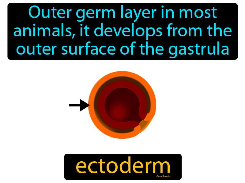 Ectoderm Definition