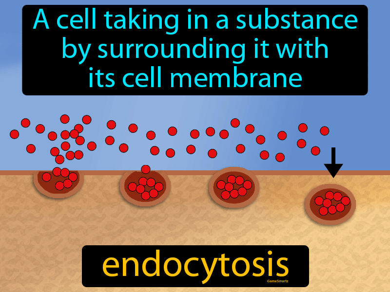 Endocytosis Definition