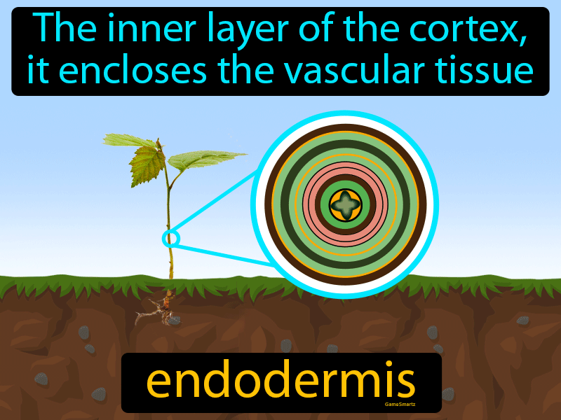 Endodermis Definition