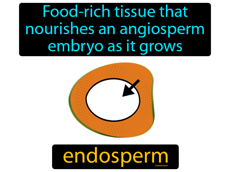Endosperm Definition