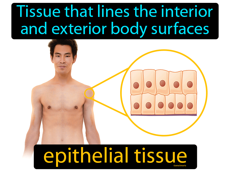 Epithelial Tissue Definition