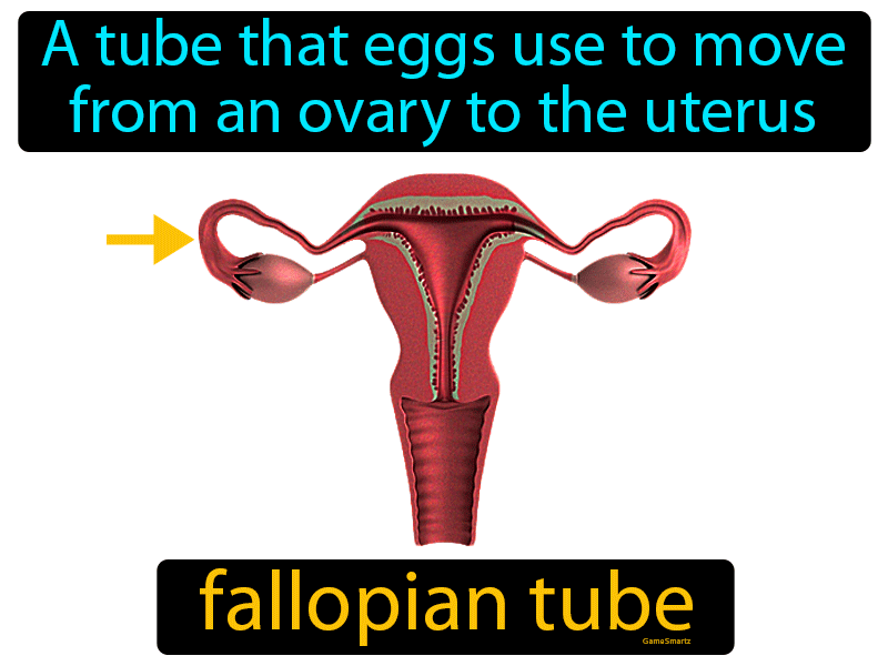 Fallopian Tube Definition