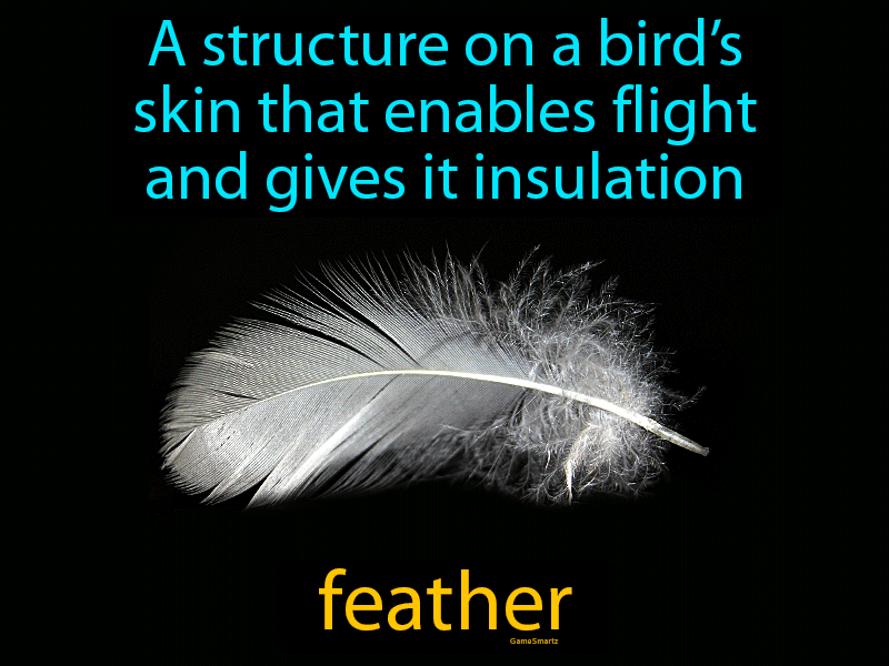 Feather Definition
