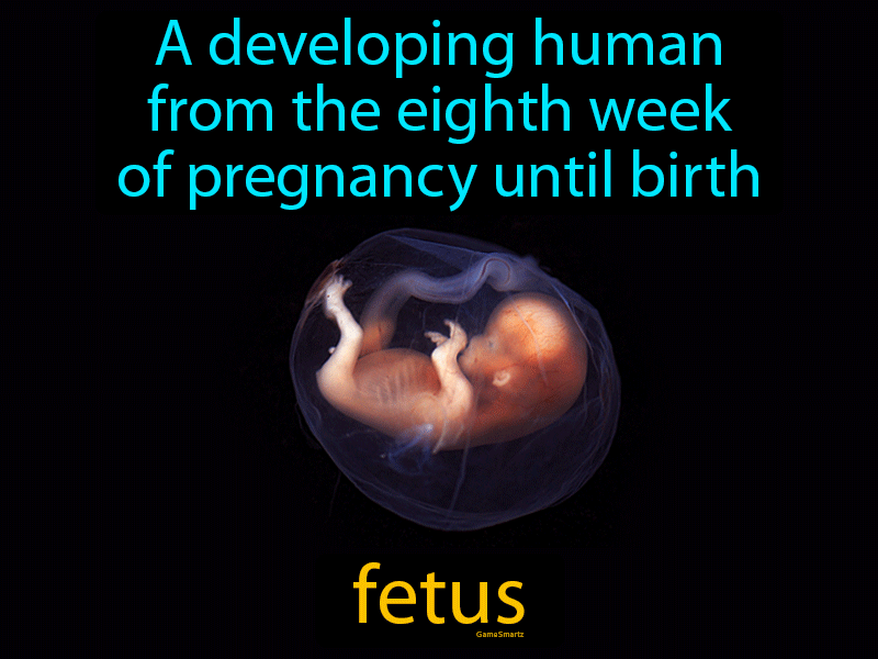 Fetus Definition