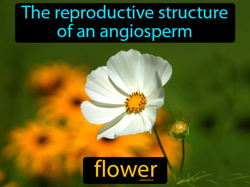 Flower Definition