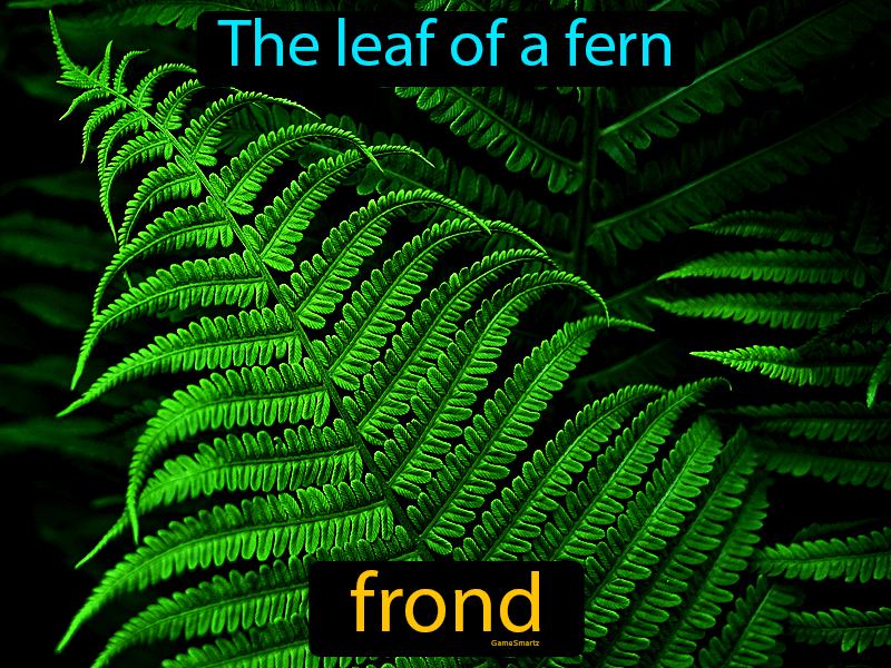 Frond Definition