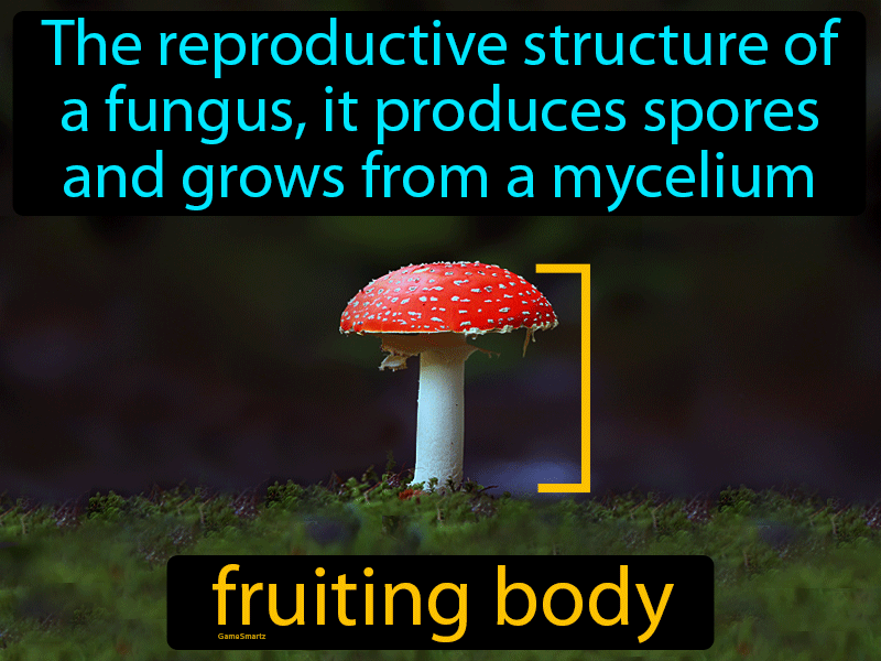 Fruiting Body Definition