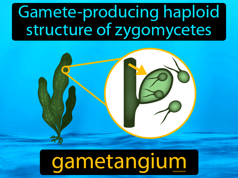 Gametangium Definition