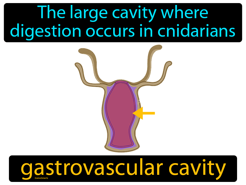 Gastrovascular Cavity Definition