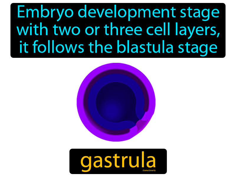 Gastrula Definition