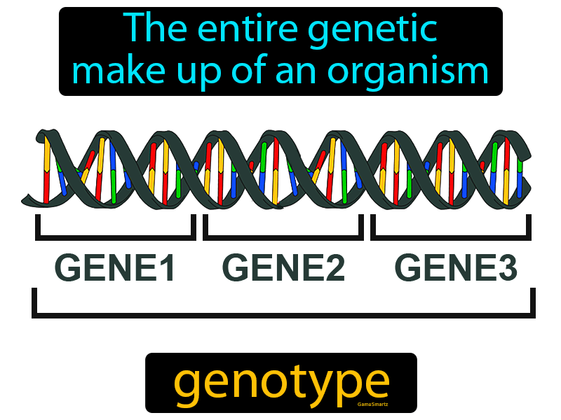 Genotype Definition