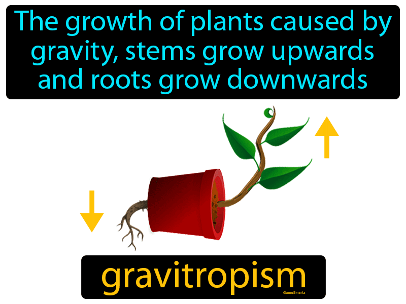 Gravitropism Definition