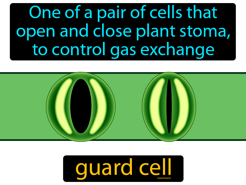Guard Cell Definition