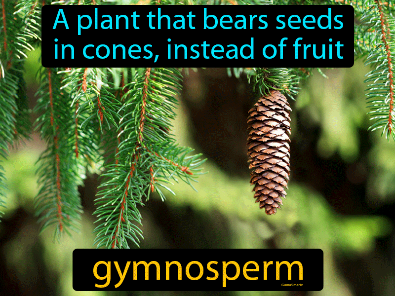 Gymnosperm Definition