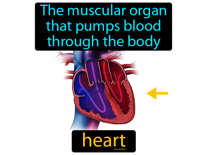 Heart Definition