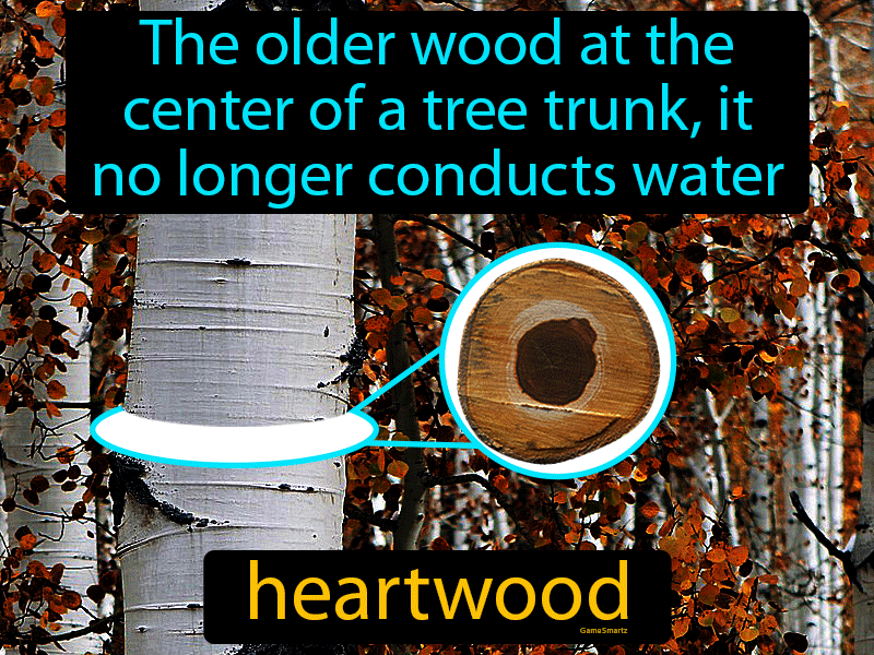 Heartwood Definition