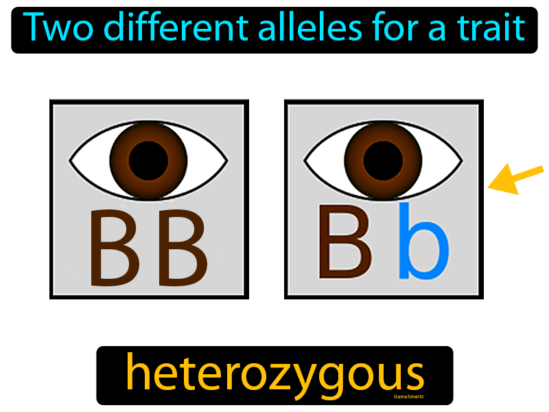 Heterozygous Definition
