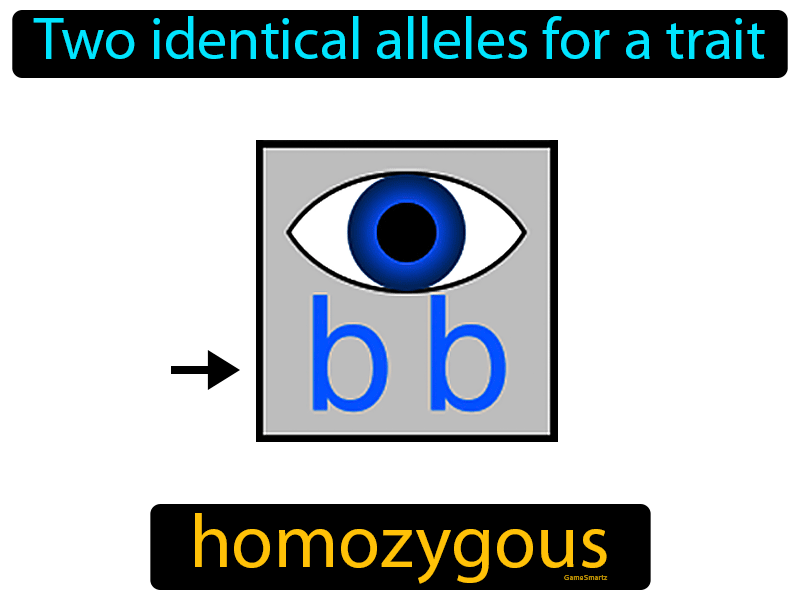 Homozygous Definition