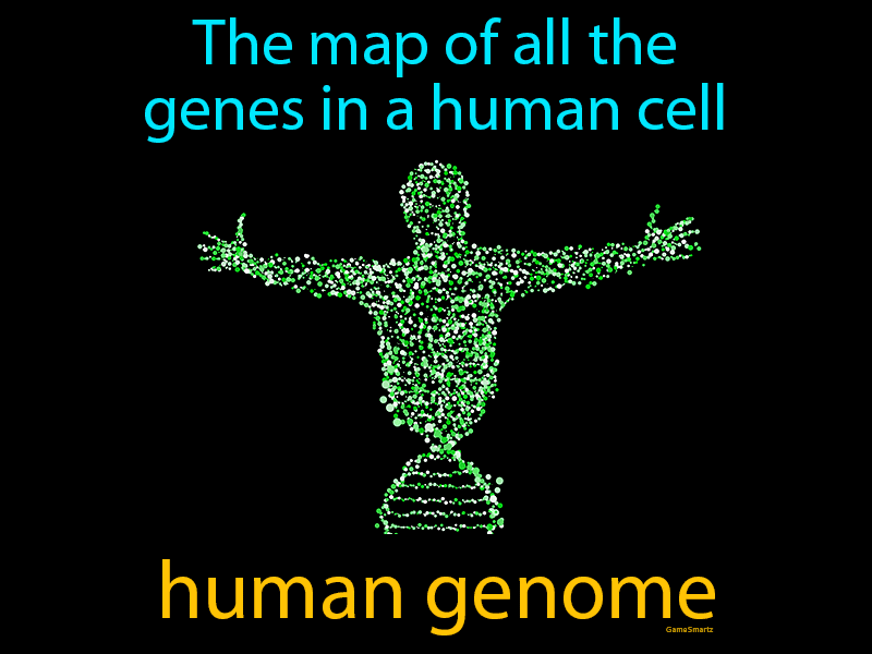 Human Genome Definition