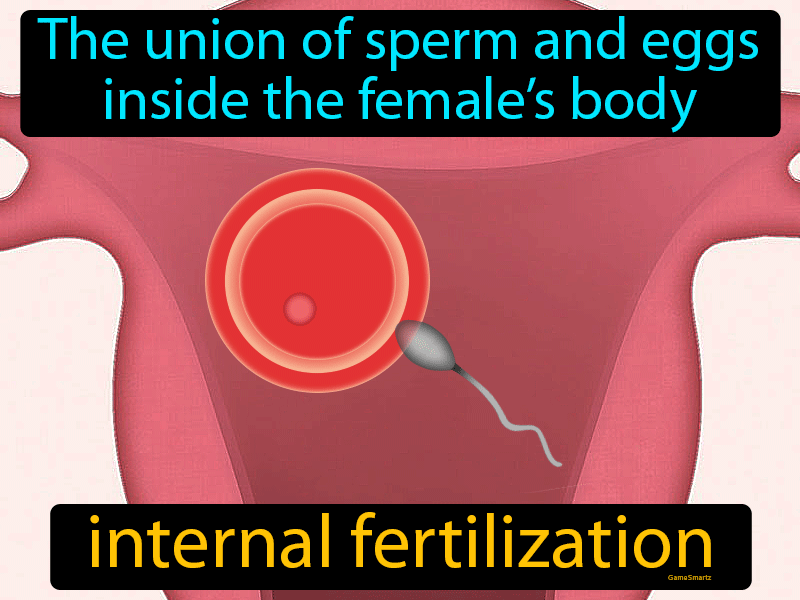 Internal Fertilization Definition
