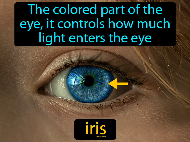 Iris Definition