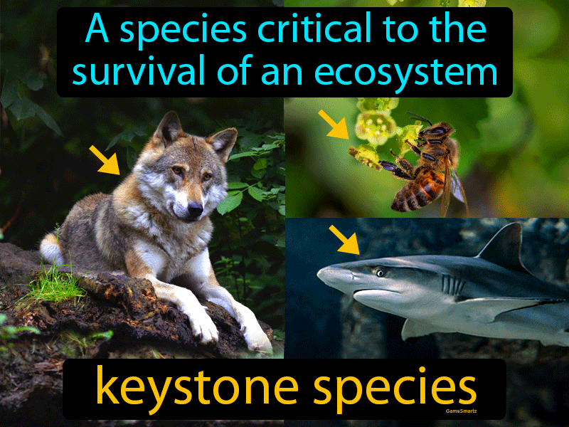 Keystone Species Definition