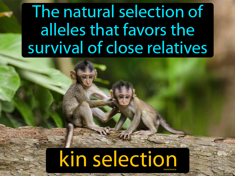 Kin Selection Definition