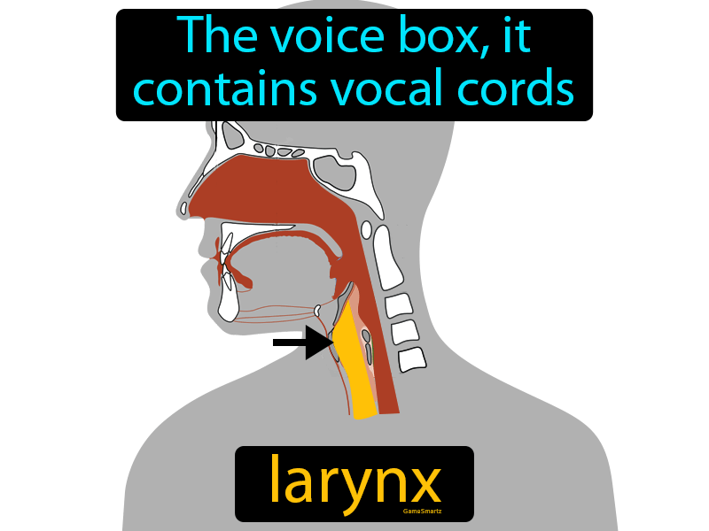 Larynx Definition