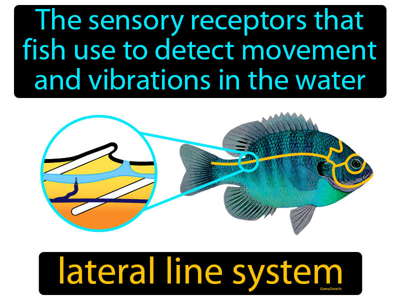 Lateral Line System Definition