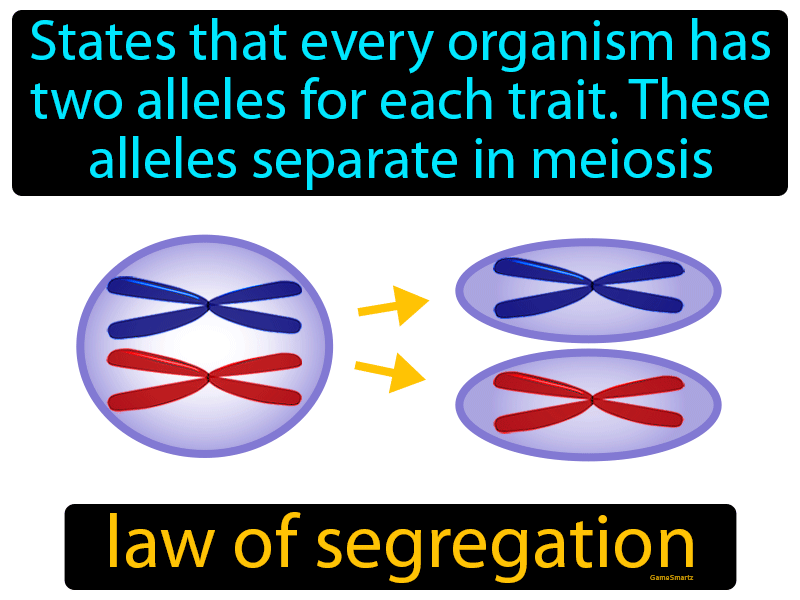 Law Of Segregation Definition