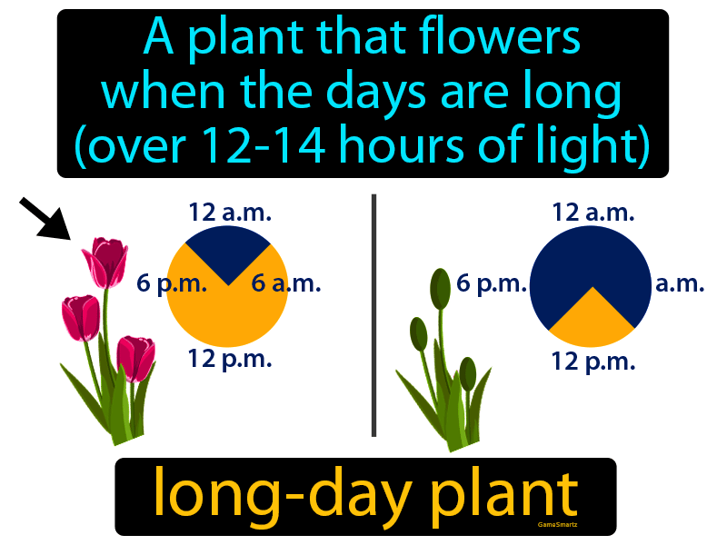 Long Day Plant Definition