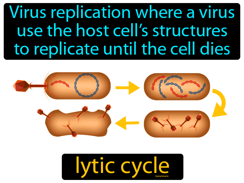Lytic Cycle Definition