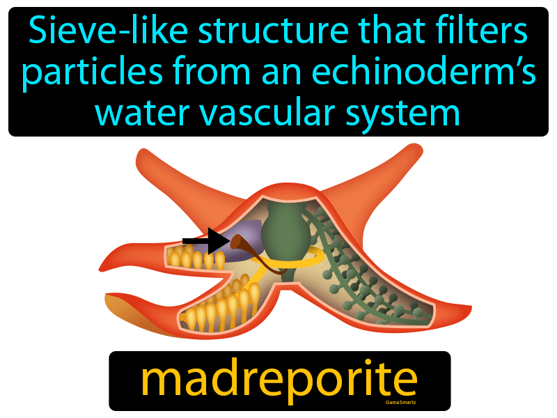 Madreporite Definition