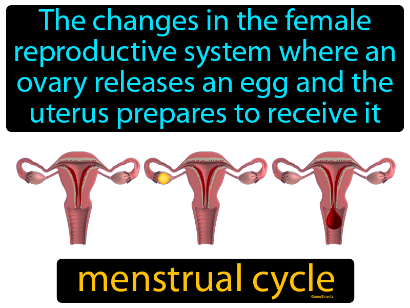 Menstrual Cycle Definition