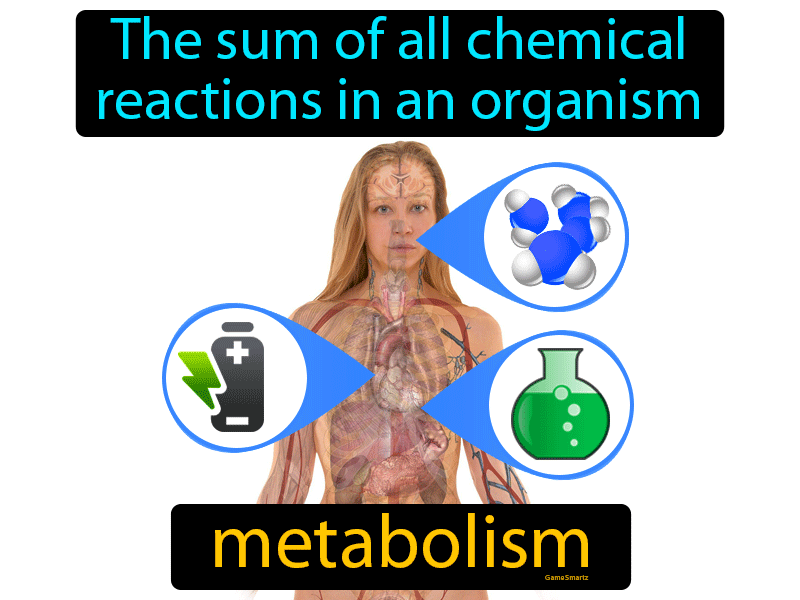 Metabolism Definition