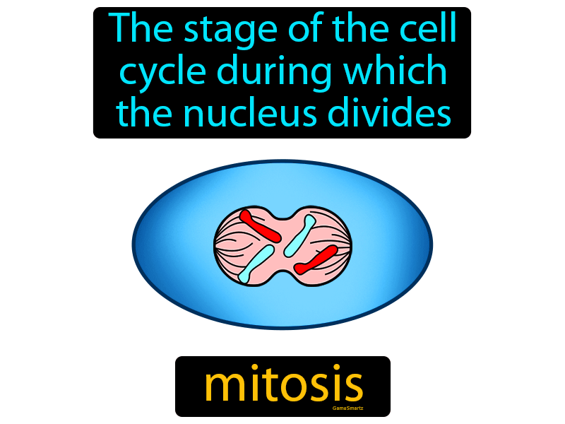 Mitosis Definition