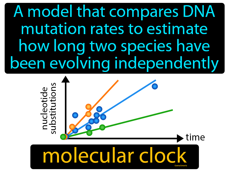 Molecular Clock Definition