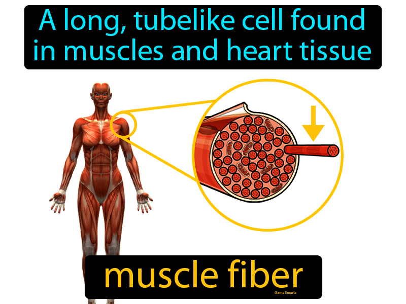 Muscle Fiber Definition