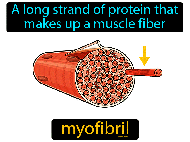 Myofibril Definition