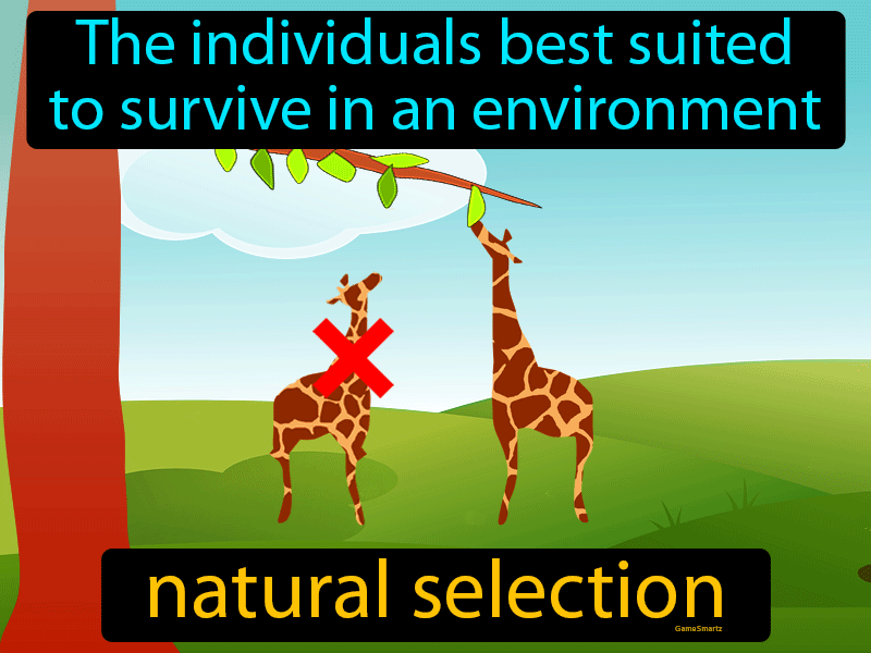 Natural Selection Definition