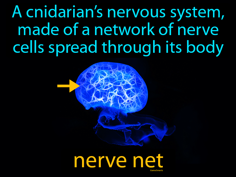 Nerve Net Definition