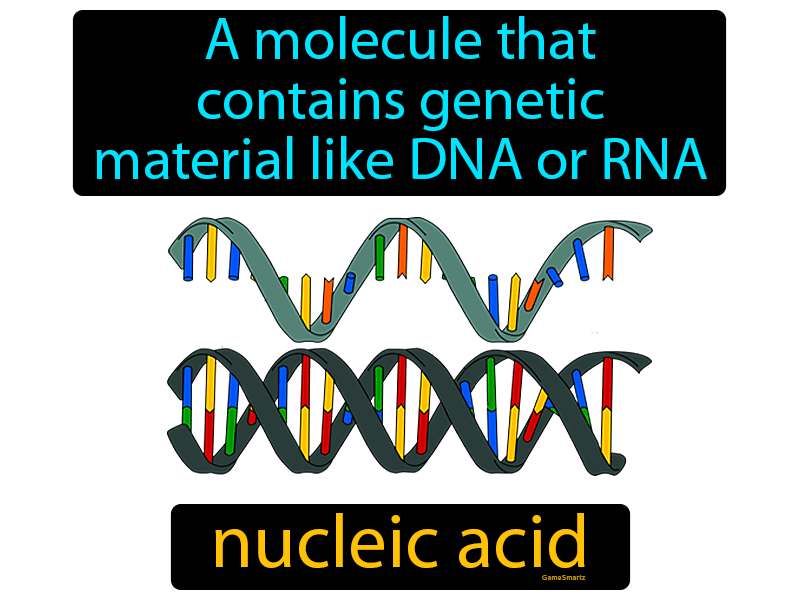 Nucleic Acid Definition