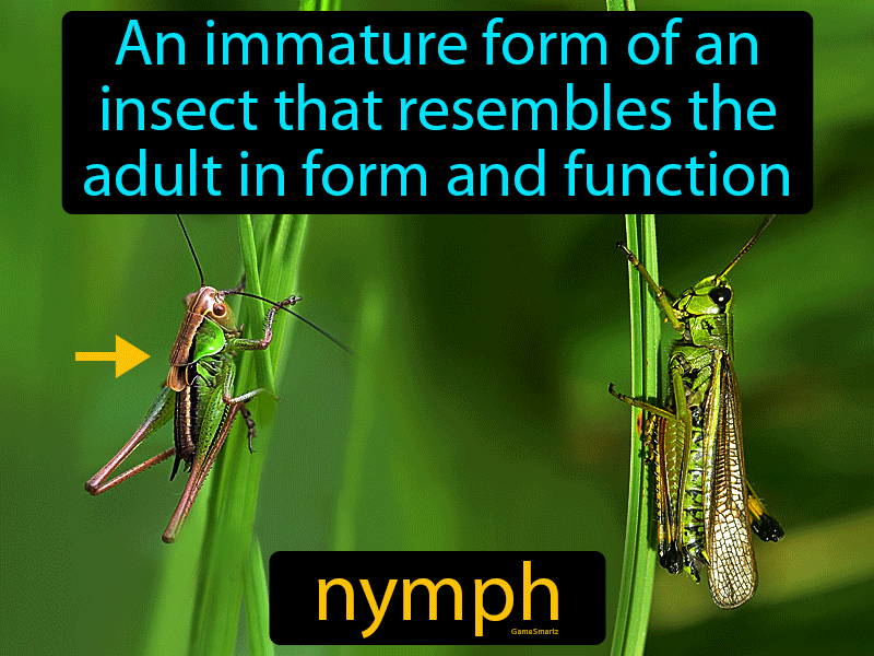 Nymph Definition