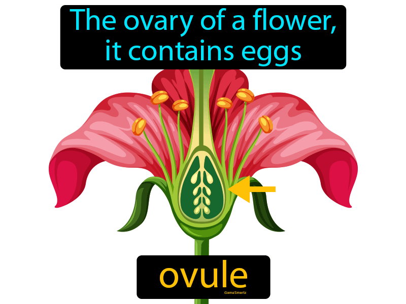 Ovule Definition