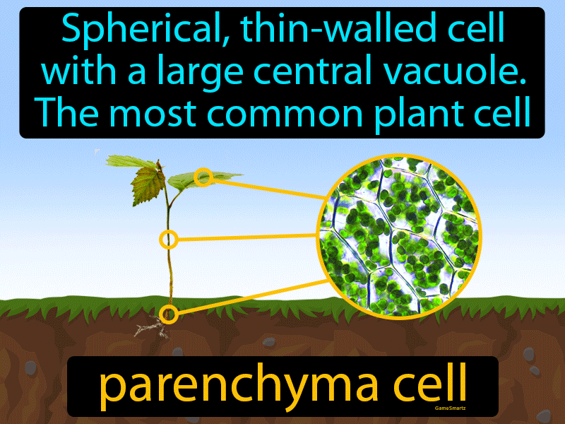 Parenchyma Cell Definition