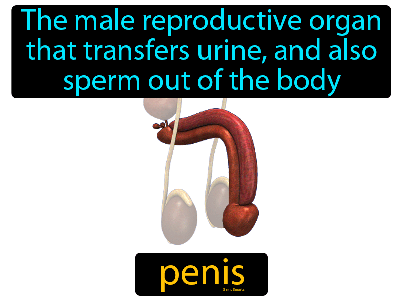 Penis Definition