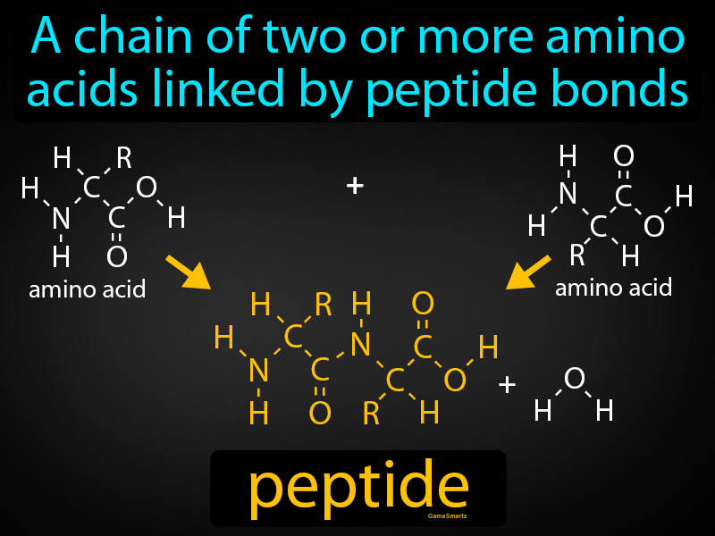Peptide Definition