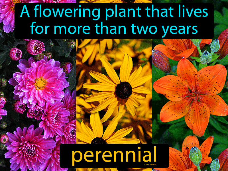 Perennial Definition