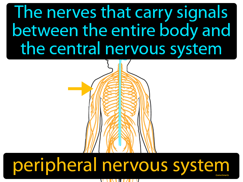 Peripheral Nervous System Definition
